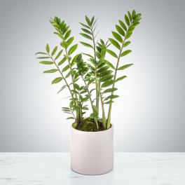 Tall green houseplant with upright stems in a simple light-colored ceramic pot