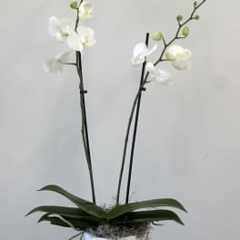 Phalaenopsis Orchid White