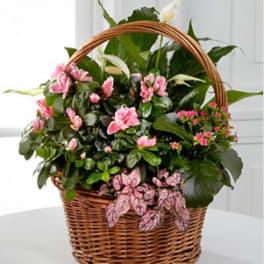 Pink Inspirations Dish Garden