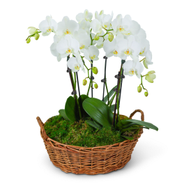 Serenity Orchid Plant