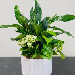 BF-DG24 Dish Garden Plant