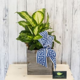 Potted green plant in a wooden box with a blue-and-white ribbon