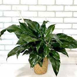 Peace Lily Plant 