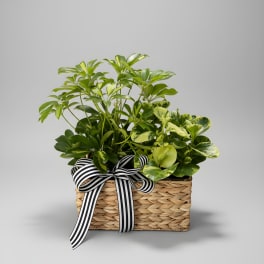 Live Long & Prosper Plant Basket