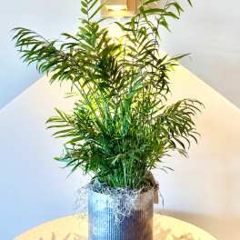 Neanthe Bella Palm