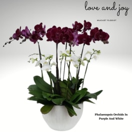 Purple and white orchids arranged in a white pot