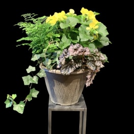 Shade Garden Patio Planter (Containers, Colors, & Plants vary)