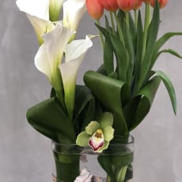 Stunning Tulips