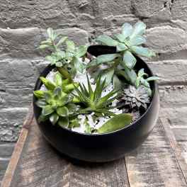 Succulent Bowl