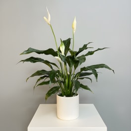 Potted peace lily with white blooms in a white planter