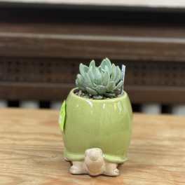 4" Turtle Succulent