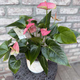 Potted Pink Antherium