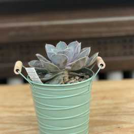 4" Succulent Bucket