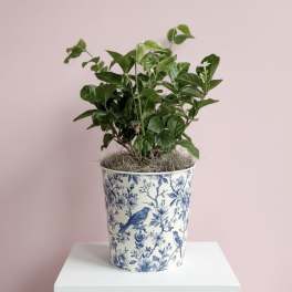 Jasmine Maid of Orleans Plant