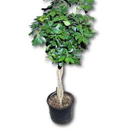 Potted indoor tree with glossy green leaves in a black nursery pot