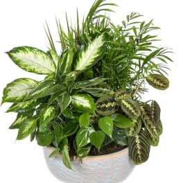 Large Dish Garden Plant