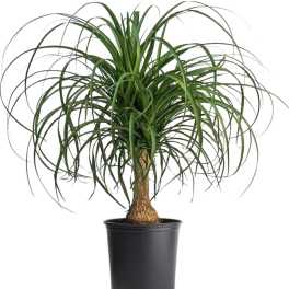 Potted ponytail palm plant with long arching leaves in a black nursery pot