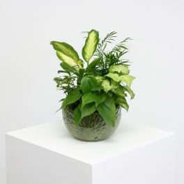 Plant Haven (Plants and container vary)