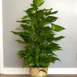 Pole Ivy