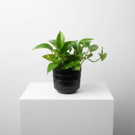 Pathos (Container vary)