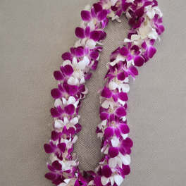 Graduation Double Orchid Lei -two tones