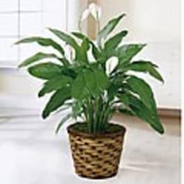 Potted green houseplant in a woven basket planter
