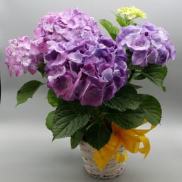 Happy Hydrangea