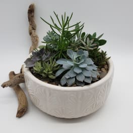 Succulents Garden