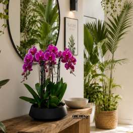 Purple Orchids Centerpiece – Same Day Orchid Delivery