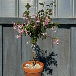 Fushia Tree