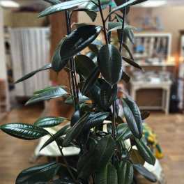 Tall potted rubber plant in a woven basket planter