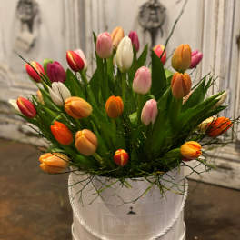 Tulip Paradise
