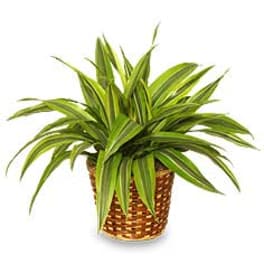 Potted green houseplant in a woven basket