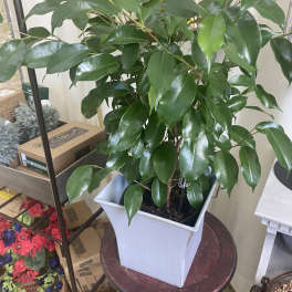 Potted leafy green plant in a white square container