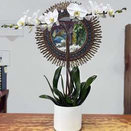 White orchid plant in a white pot on a table