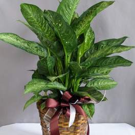 Distinct Dieffenbachia - 8" Planter