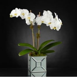 White orchid plant in a square mirrored pot