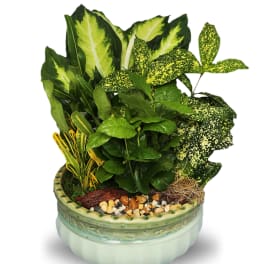 Dish Garden Ceramic Planter Med (BR)