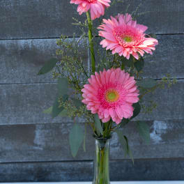 Pink gerbera daisies in a clear glass vase