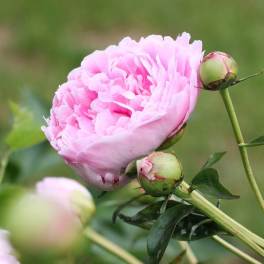 Peonies - Flower Market