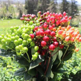 Hypericum Coffee Bean - Flower Market