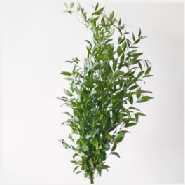 Flower Market - Italian Ruscus