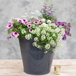 Cool Colored Palette in BROWN Patio Pot (BLUE POT SOLD OUT)