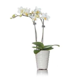 Orchid dreams