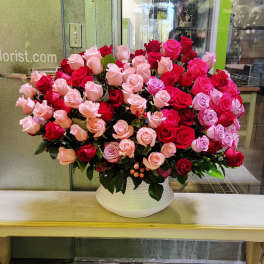 Rose Morning