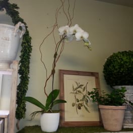 Orchid Elegance