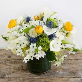 Whimsy Plus