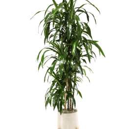 FLORIDA CANE PLANT