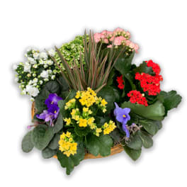 Spring Has Sprung Mixed Basket