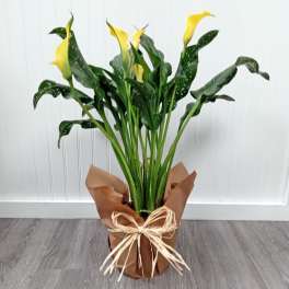 Calla Lily Plant- Annual (limited quantity)